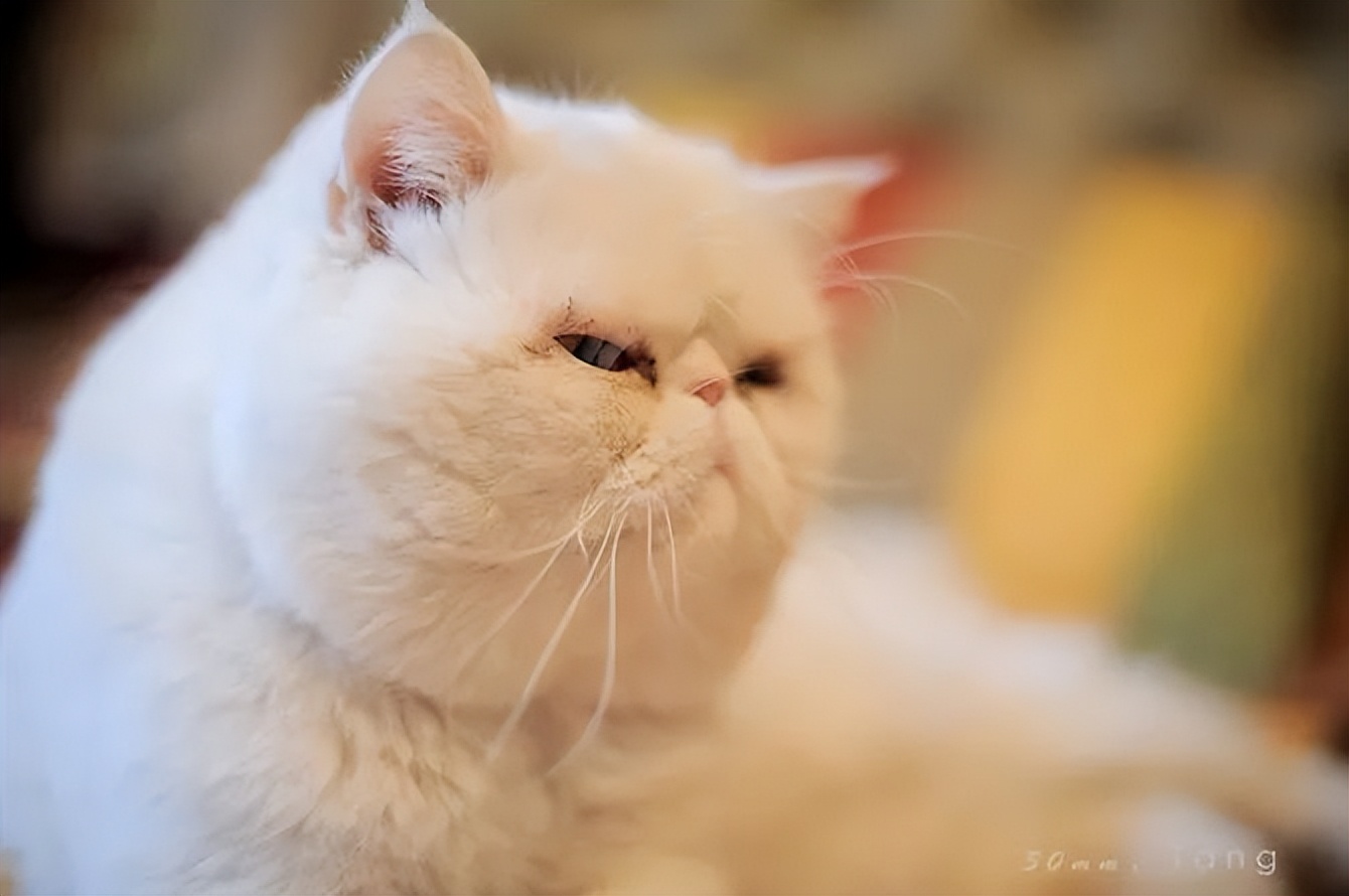 朋友圈回复幽默神回复长段,一问一答幽默搞笑神回复热门