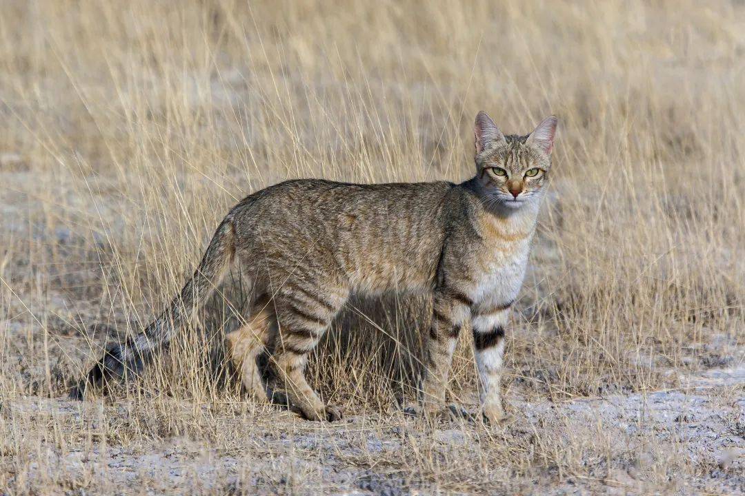 罗布泊流浪猫是怎样活下来的,罗布泊深处发现流浪猫