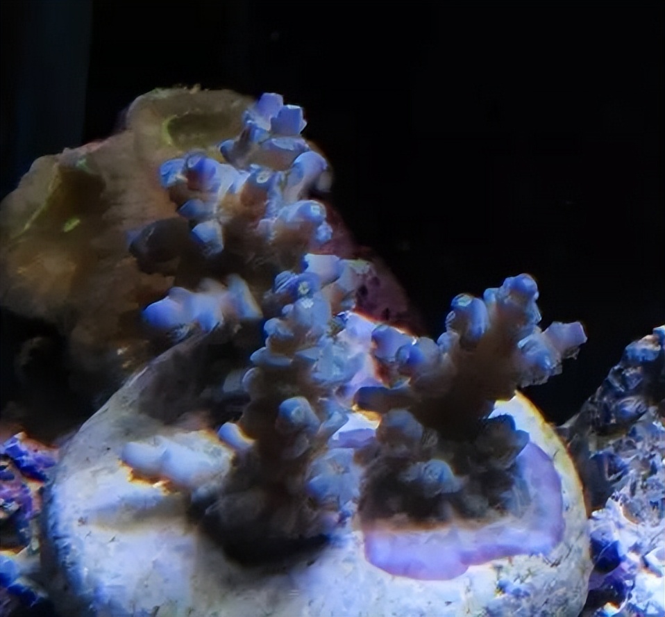 海水珊瑚缸鹦鹉螺,海水缸珊瑚视频大全