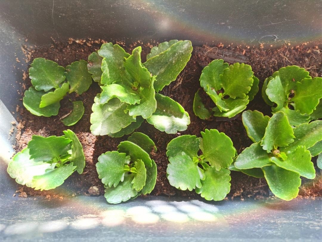 这8种花最旺家只需养一盆,什么花好看18种花又好养