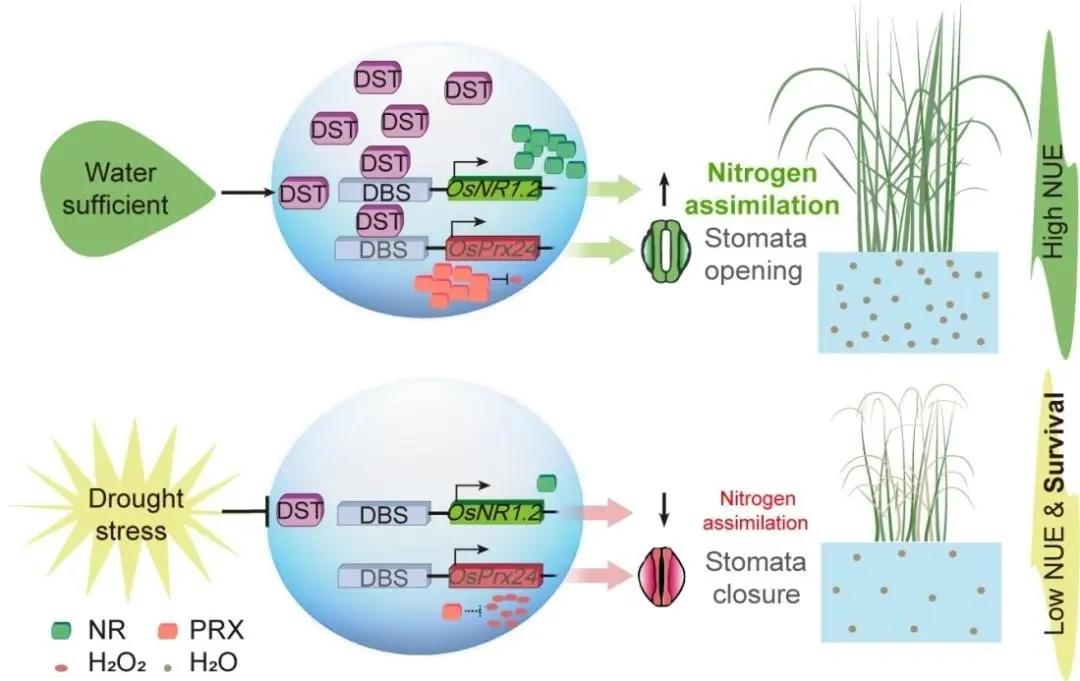知耕快报｜高GABA基因编辑番茄日本上市；植物工厂种植可可树