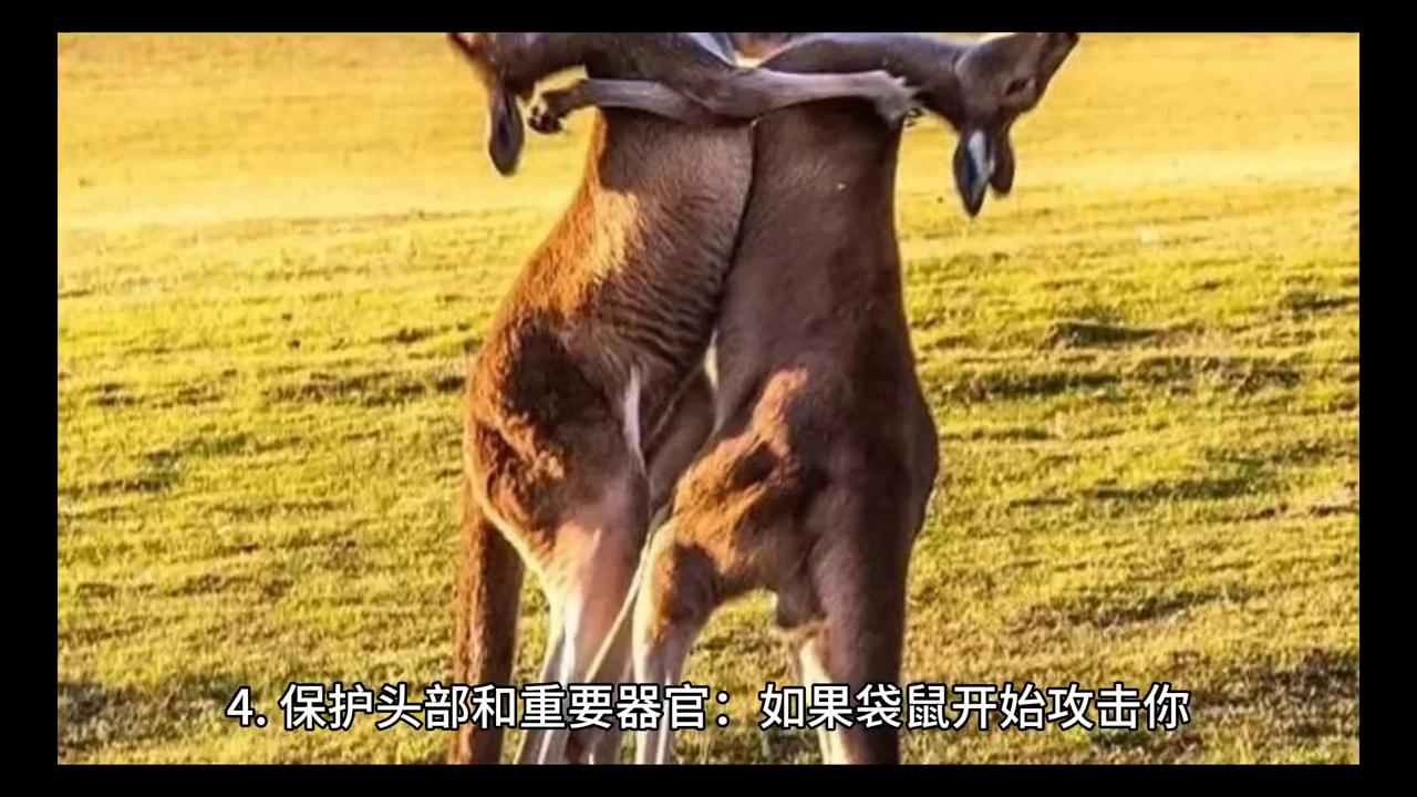 遭遇袋鼠袭击该怎么自救,如果你被袋鼠袭击该怎么办