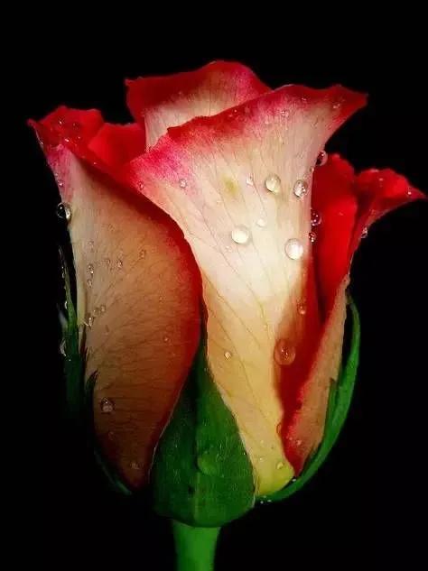 这才是最美的玫瑰花图片,最好看的紫色玫瑰花图片