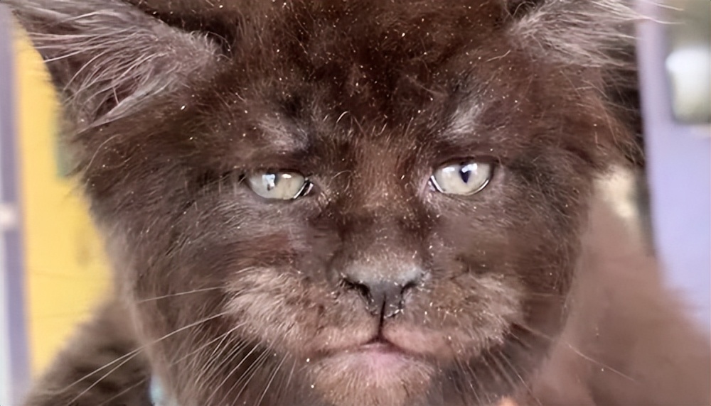 鏂硅劯鐚村瓙妯′豢浜虹殑琛ㄦ儏,鎾炶劯鏂硅劯鐚村瓙鐨勫コ缃戠孩