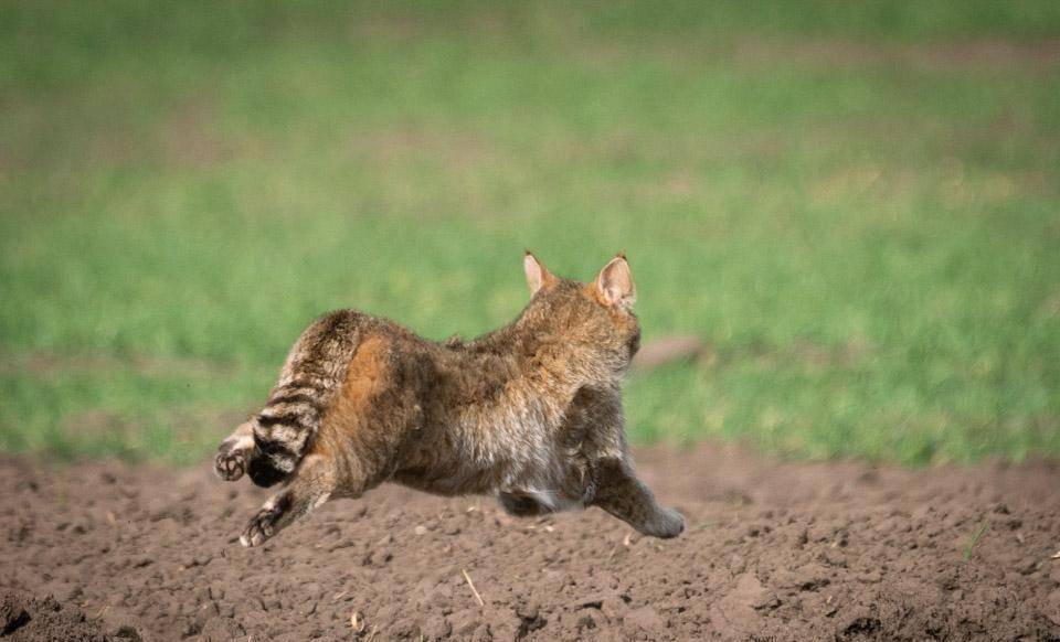 “糟蹋”了一百多只鸡的“猫”被多方协力救助，它的身份有多珍贵