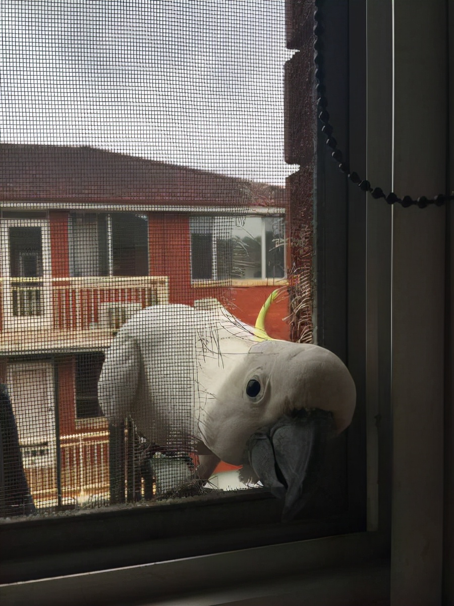 真实大象的照片,在野外拍到的真实大象