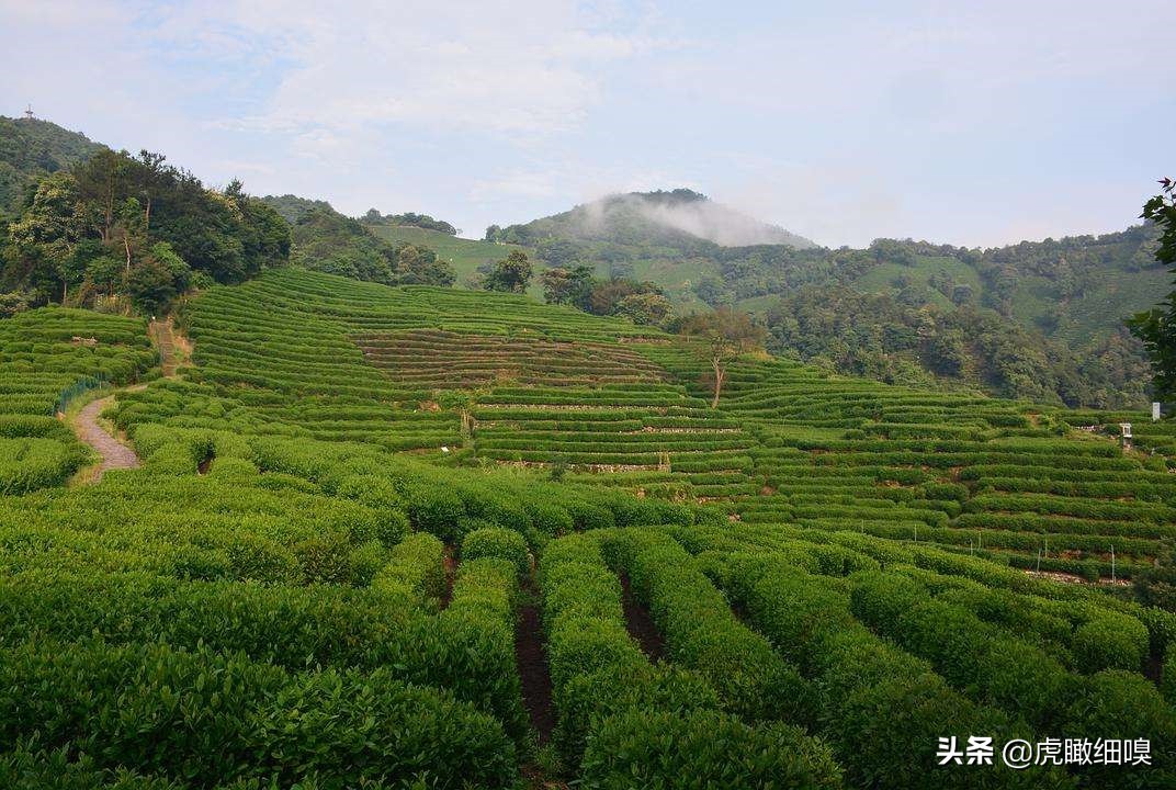 杭州十处产茶、喝茶、休闲好去处，你去过几处？