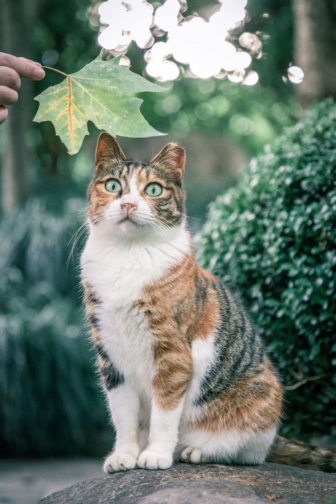 实用全上海532家公园攻略速速收藏,上海攻略必去的公园