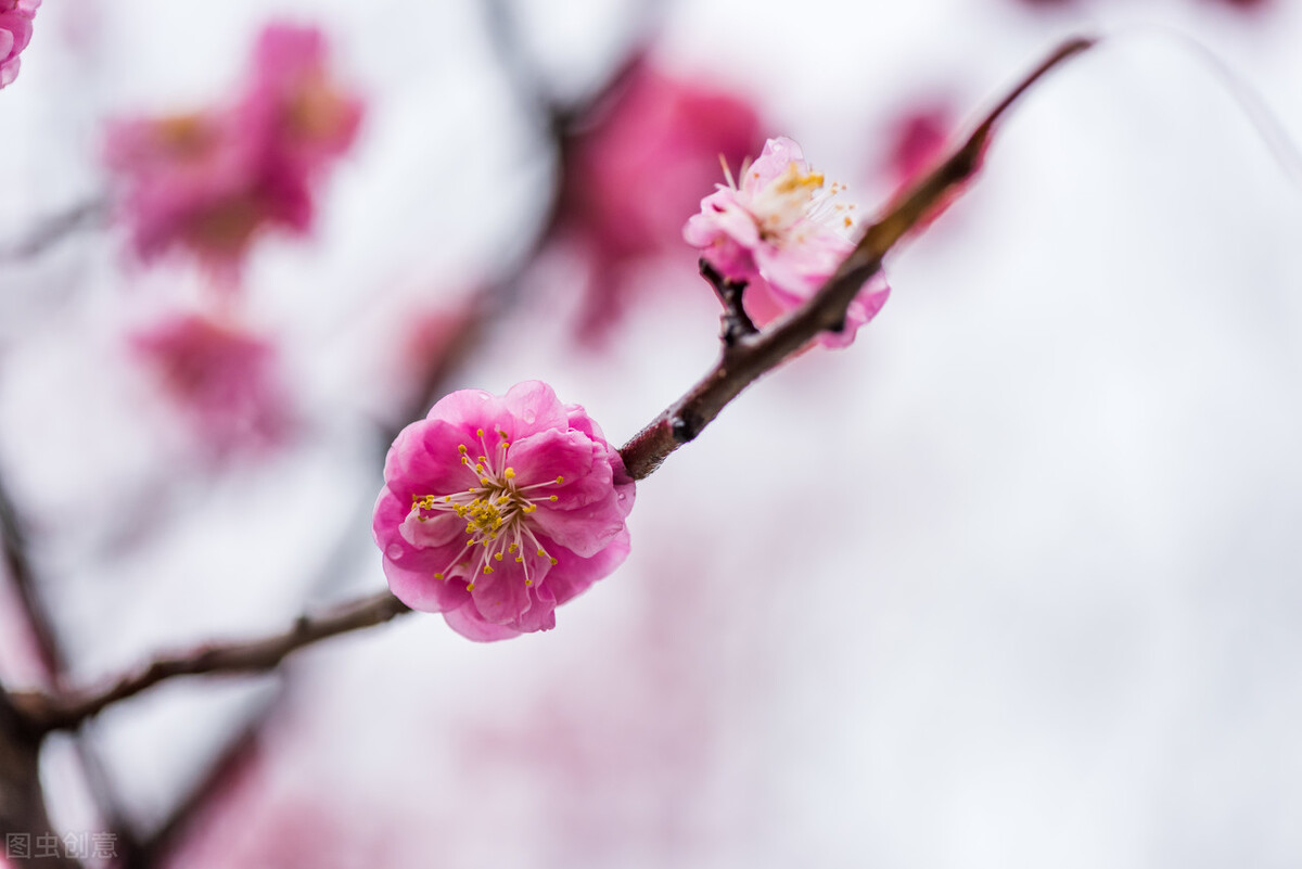 主角智商超高谋布局历史小说,不可错过的质量好的小说推荐