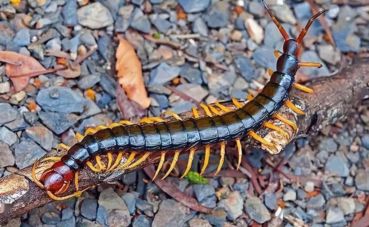 蜈蚣为什么是特别毒的虫,一般蜈蚣的毒性有多强