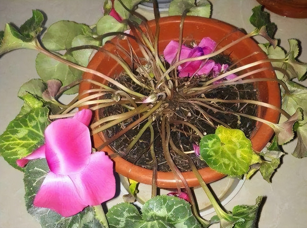 这10种花冬天最怕水越浇越死,5种花浇不死浇水越多长得越旺