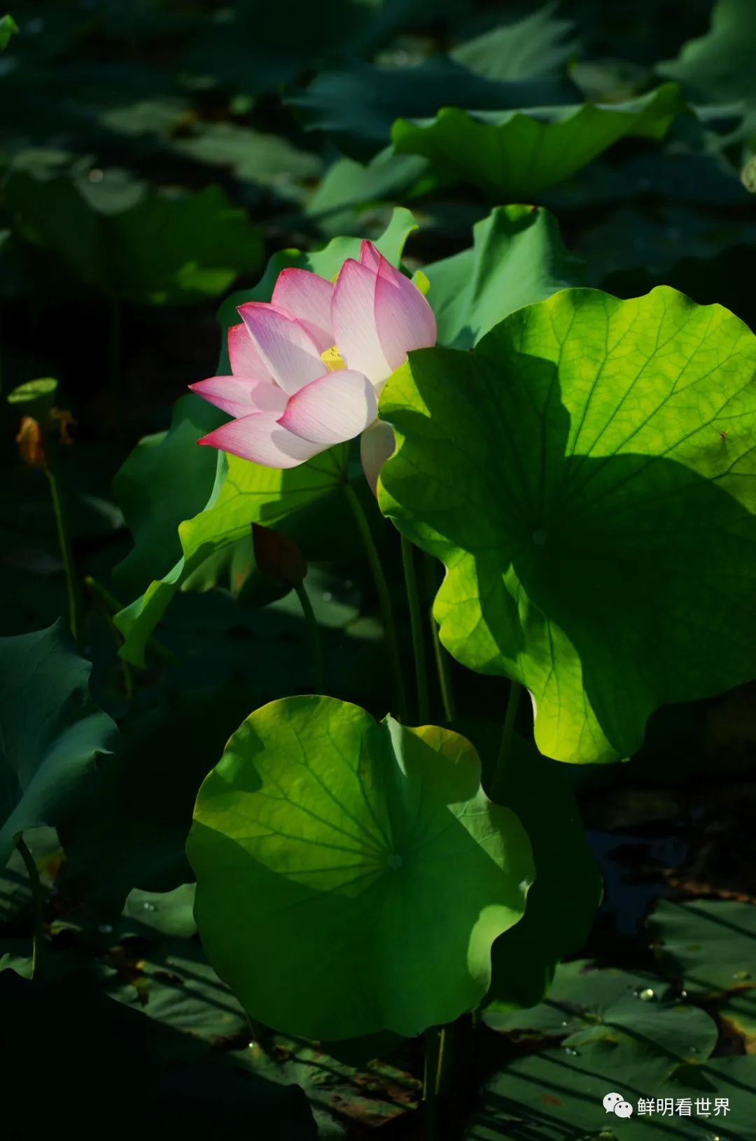明心见性花开见佛,花开见佛碧水禅心