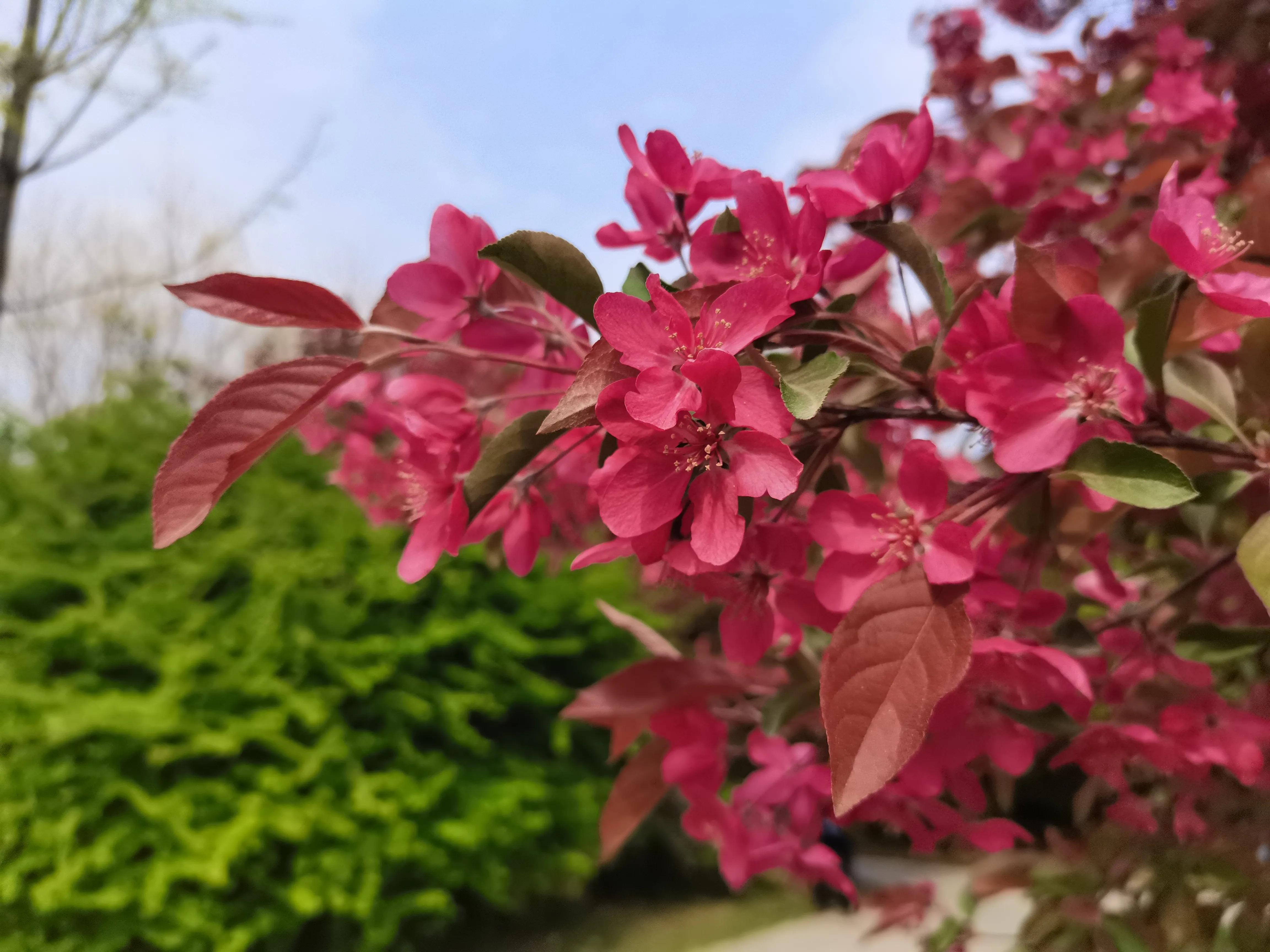 西安植物园春花怒放盛景,西安植物园海棠园