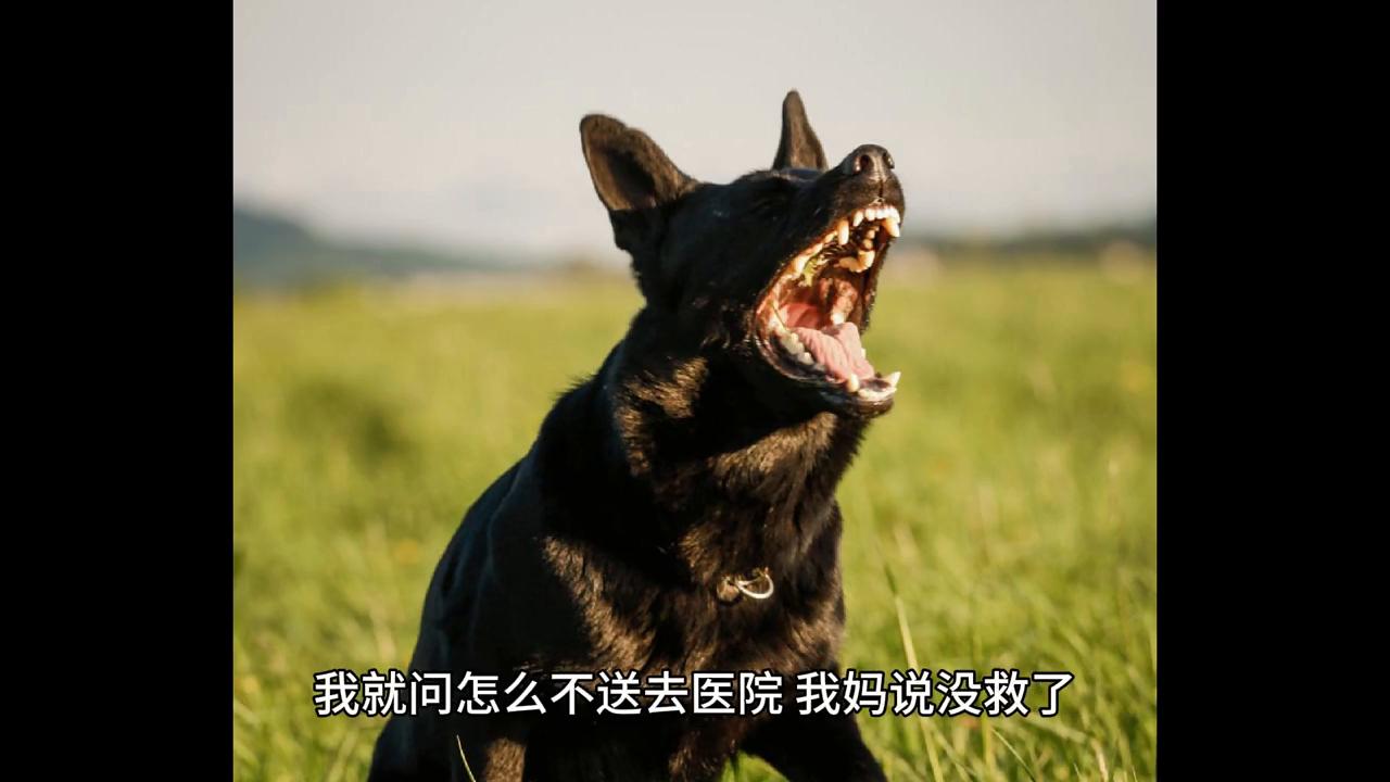 狂犬病早期症状发作还能活多久,狂犬病发作后真的可以存活吗知乎