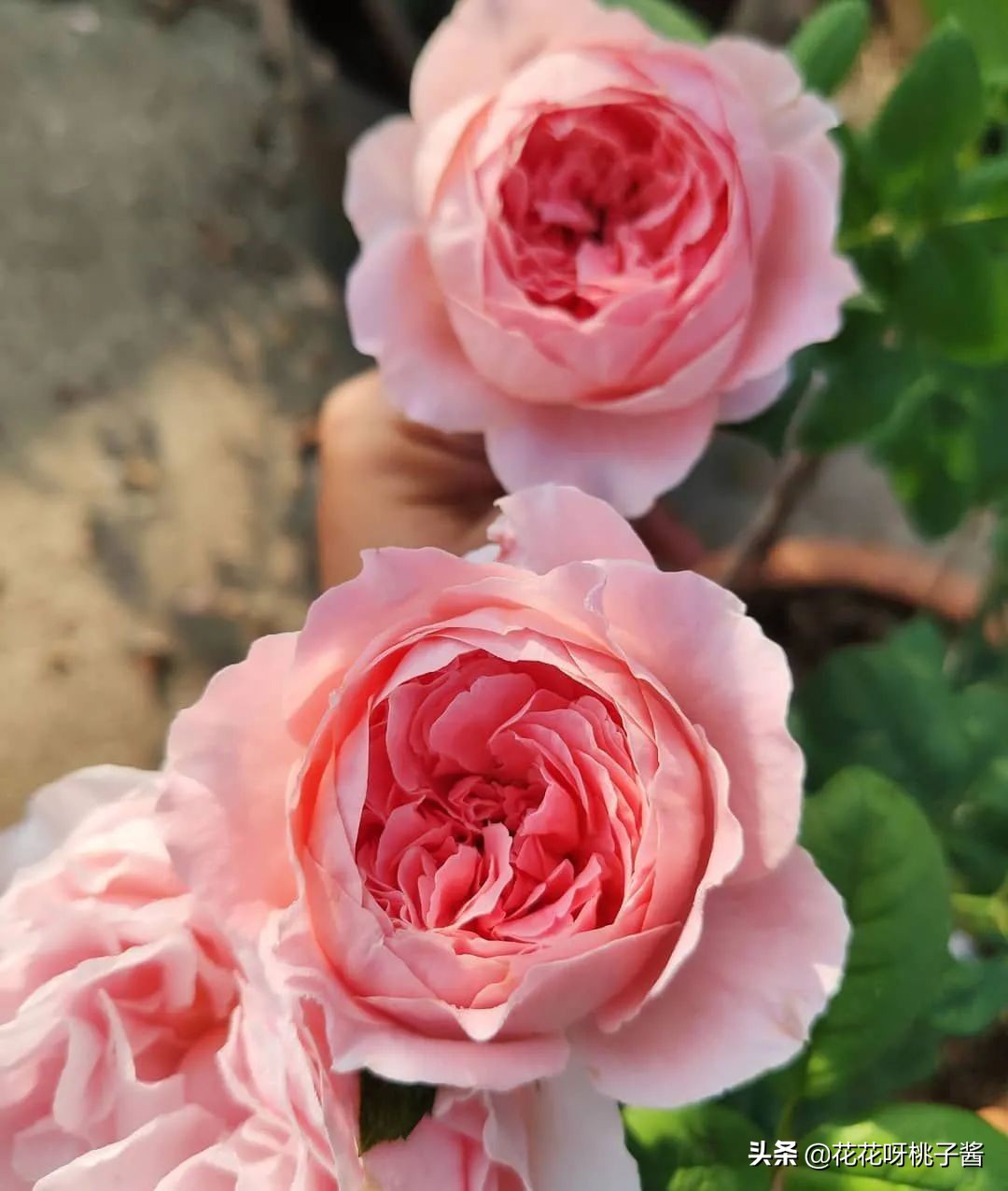 黄色月季哪个品种耐热耐晒抗病强,最耐热耐晒的切花藤本月季品种