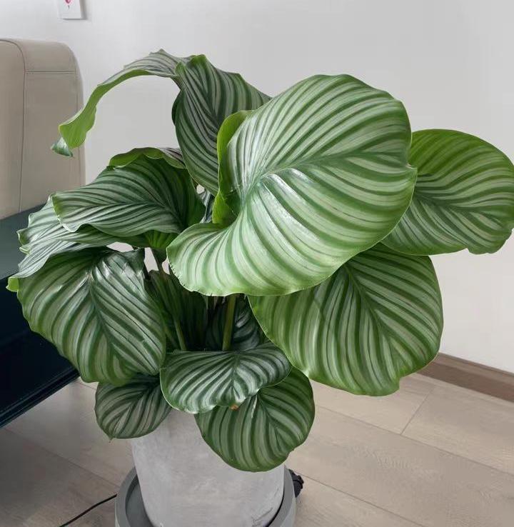 养竹芋用什么土好,养青苹果竹芋用氮肥还是磷肥