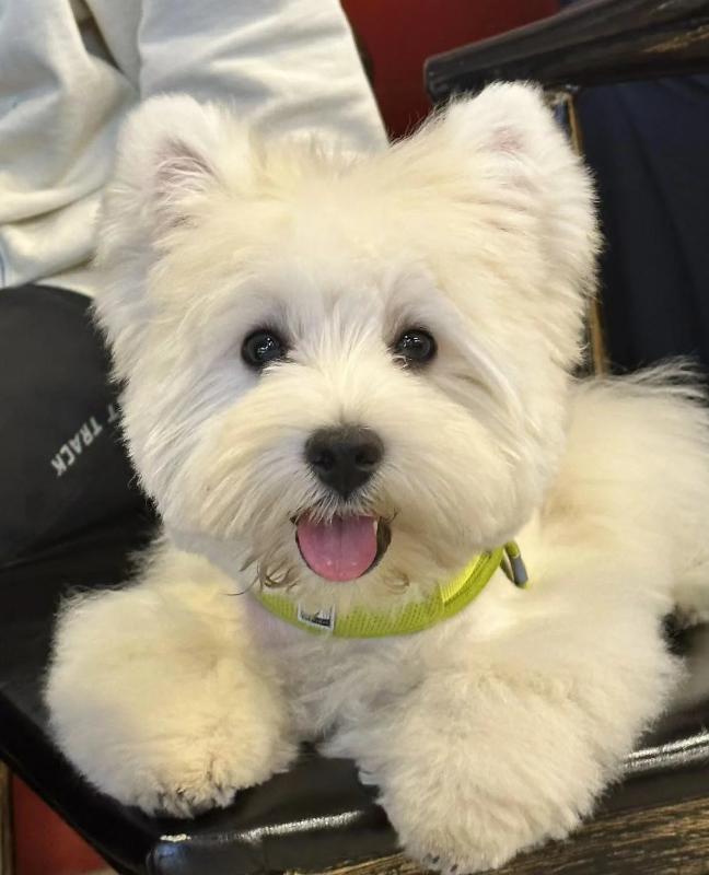 小型犬的品种大全100种,家庭养小型犬养什么品种好