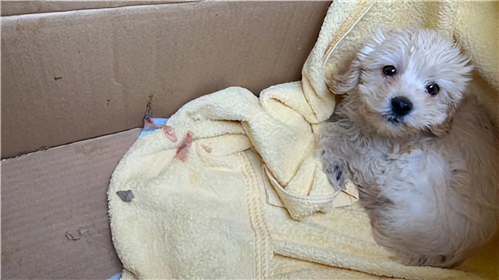 外籍女子买泰迪犬当晚就病了,狗狗买回去七天得了细小商家不退