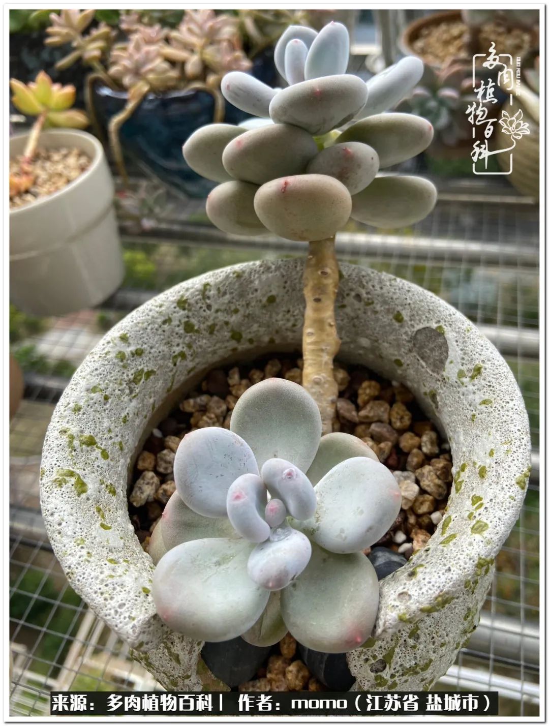 露养一个月的多肉图片,露养多肉春天外面过夜么