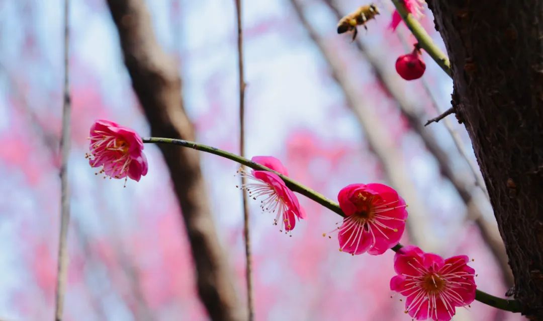 描写春天的诗词名句大全集,关于春天的好词佳句20字