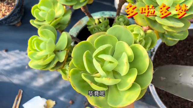 大碧桃如何种在缺口盆,大棵多肉换盆方法