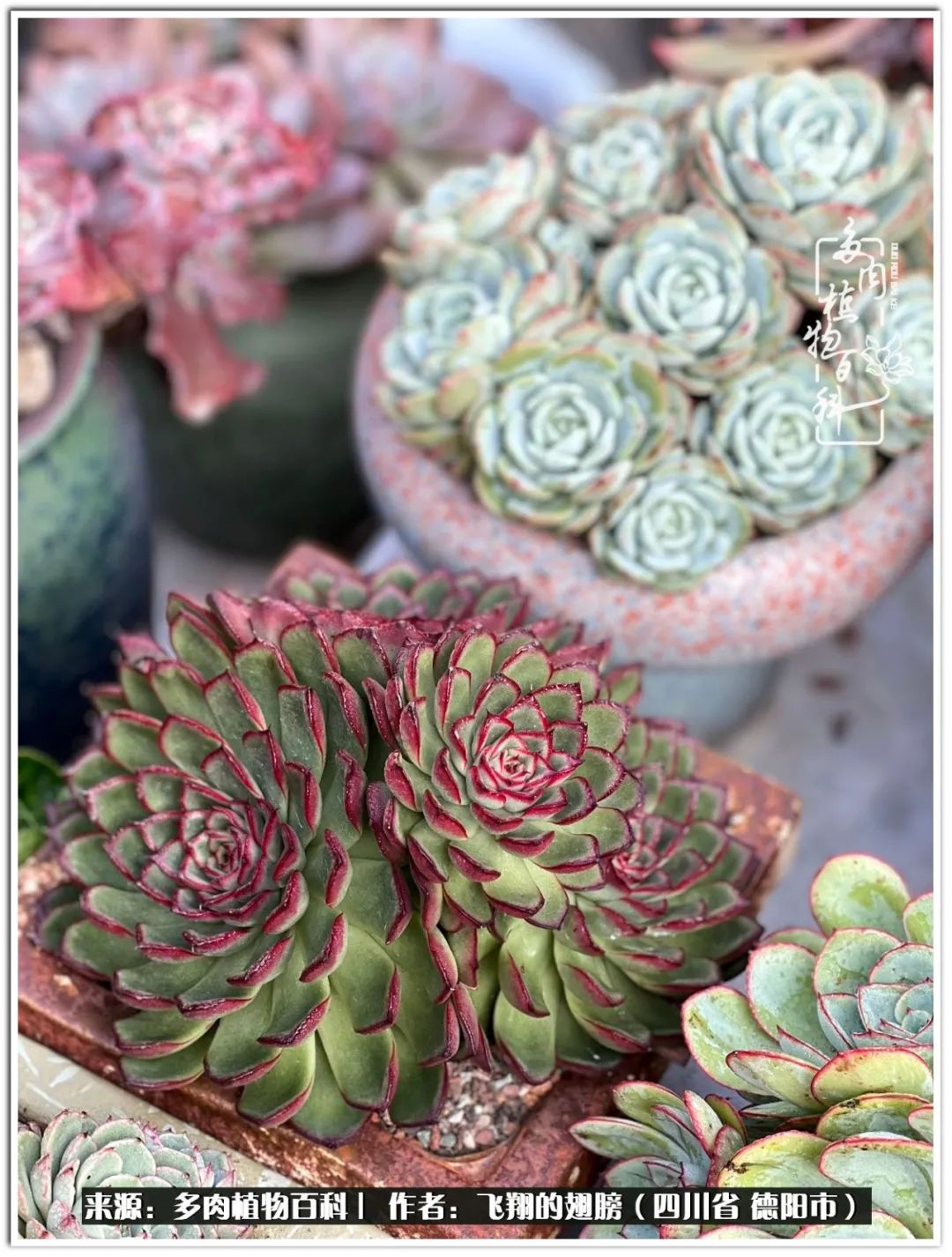 多肉的正确养殖方法冬天怎么养活,多肉怎么养活而且长得快且好看