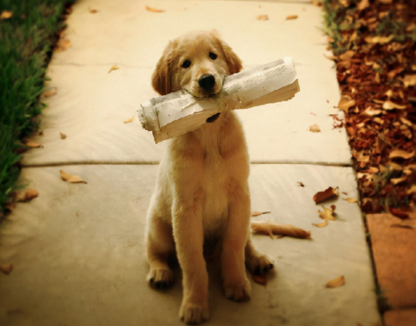 宠物狗犯错了打它有什么影响,狗狗不听话打狗狗正确吗