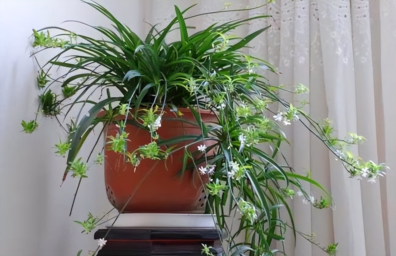 适合室内养的耐阴花和植物,就养这10种耐阴花比绿萝都好养