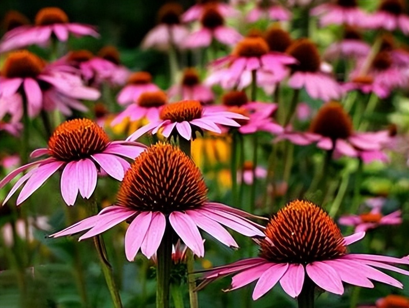 常觅春归不知处花田此地得逢君：栖云田园小镇·花间集