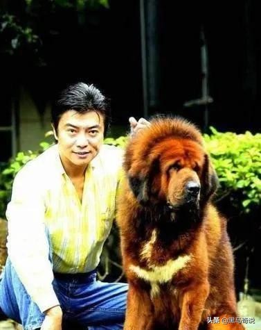 纯种野生藏獒濒临灭绝,藏獒这10年来都经历了啥