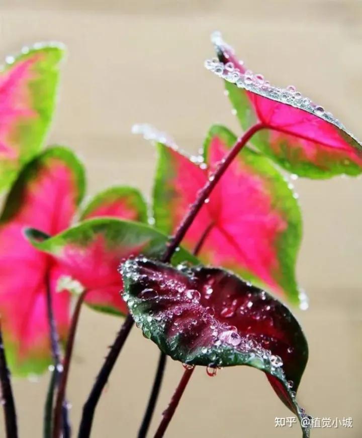 五彩芋类植物怎么养,五彩芋如何养护