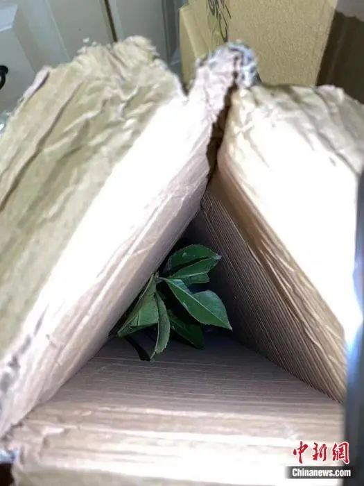 冬青树苗购买,购买红果冬青树苗