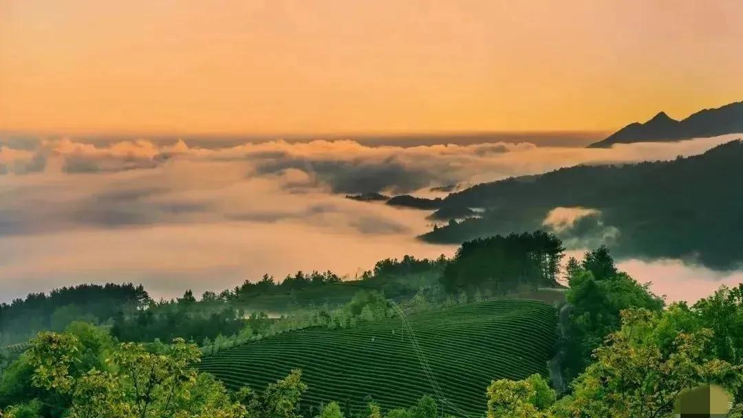 西乡县茶叶镇樱桃采摘,陕西汉中哪里可以摘樱桃