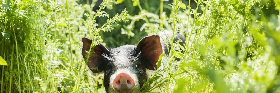 小猪佩奇古诗词故事,小猪佩奇游子吟