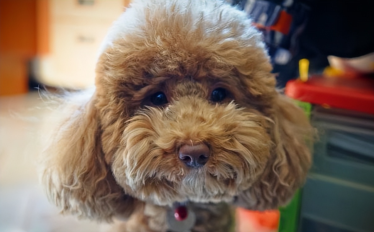 泰迪最想告诉你的几件事,泰迪知道什么秘密