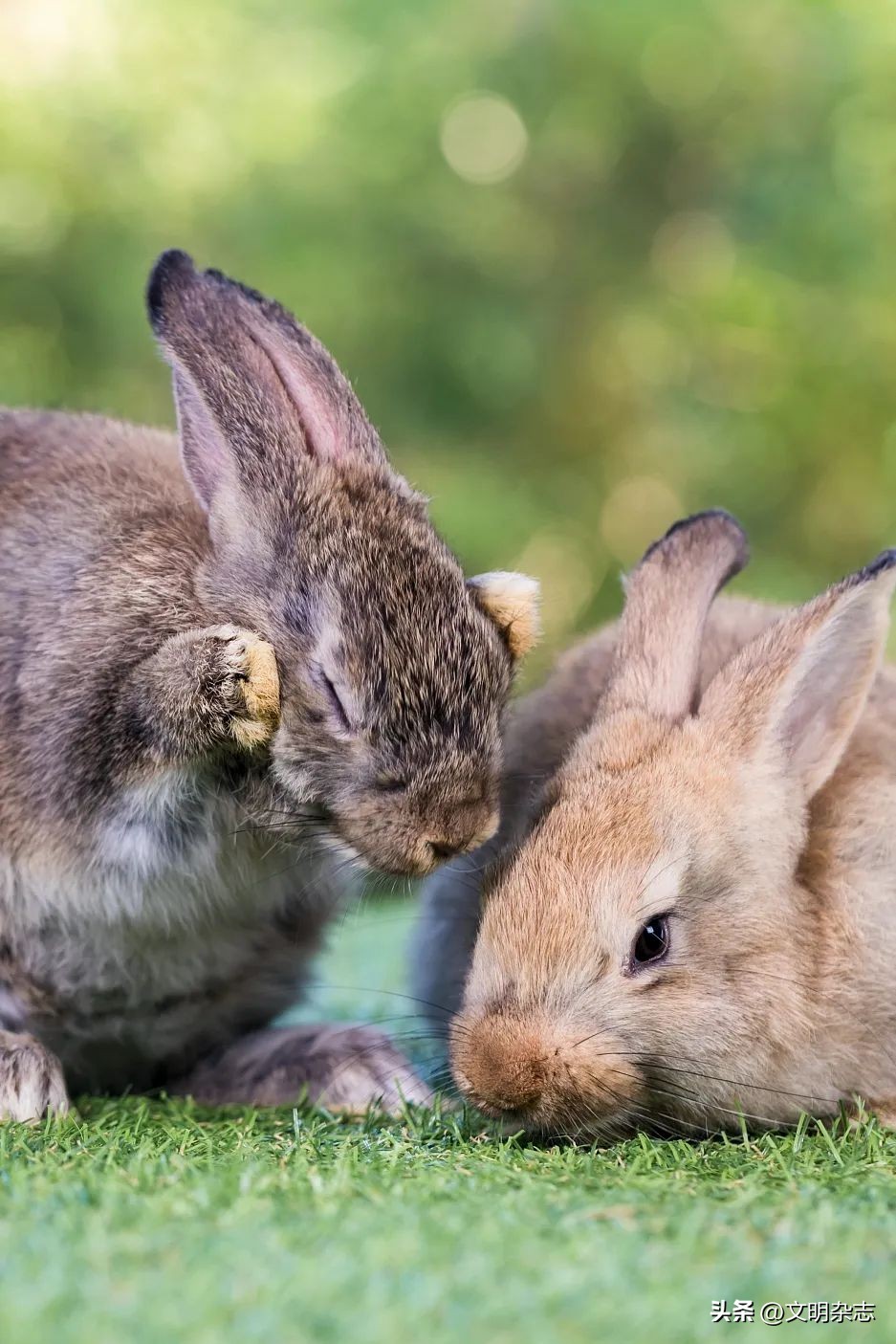 兔子来阳台,兔子来到新家