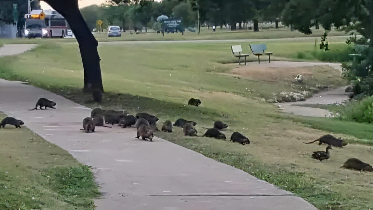 一只老鼠卖多少钱,一只母鼠多少钱