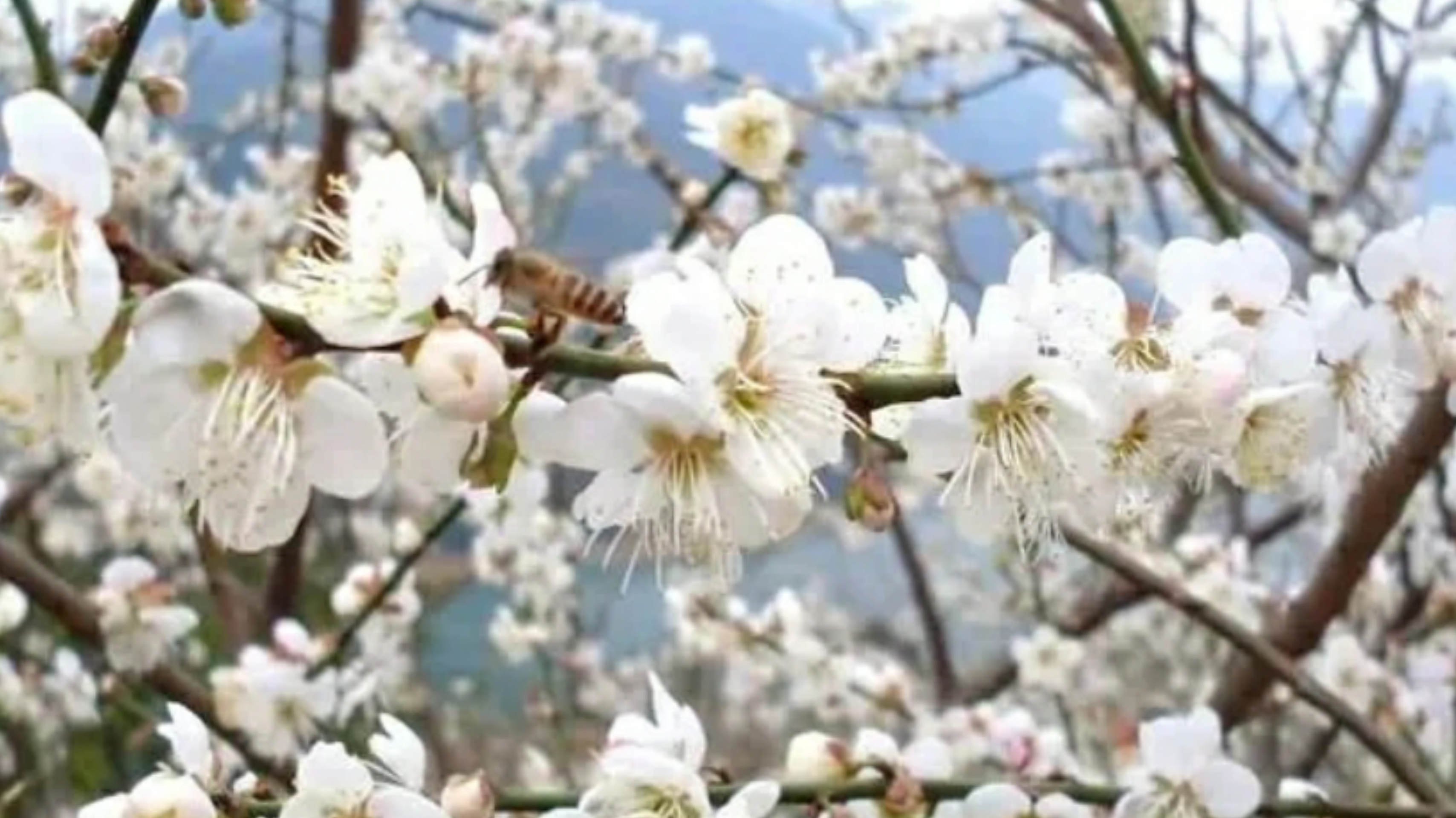 惠州赏梅花地方,惠州惠东梁化镇梅园