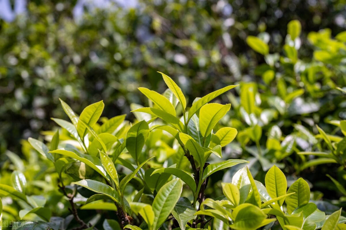 别把普洱茶当韭菜！不只是带货人，茶农、茶商、茶客也要共同维护