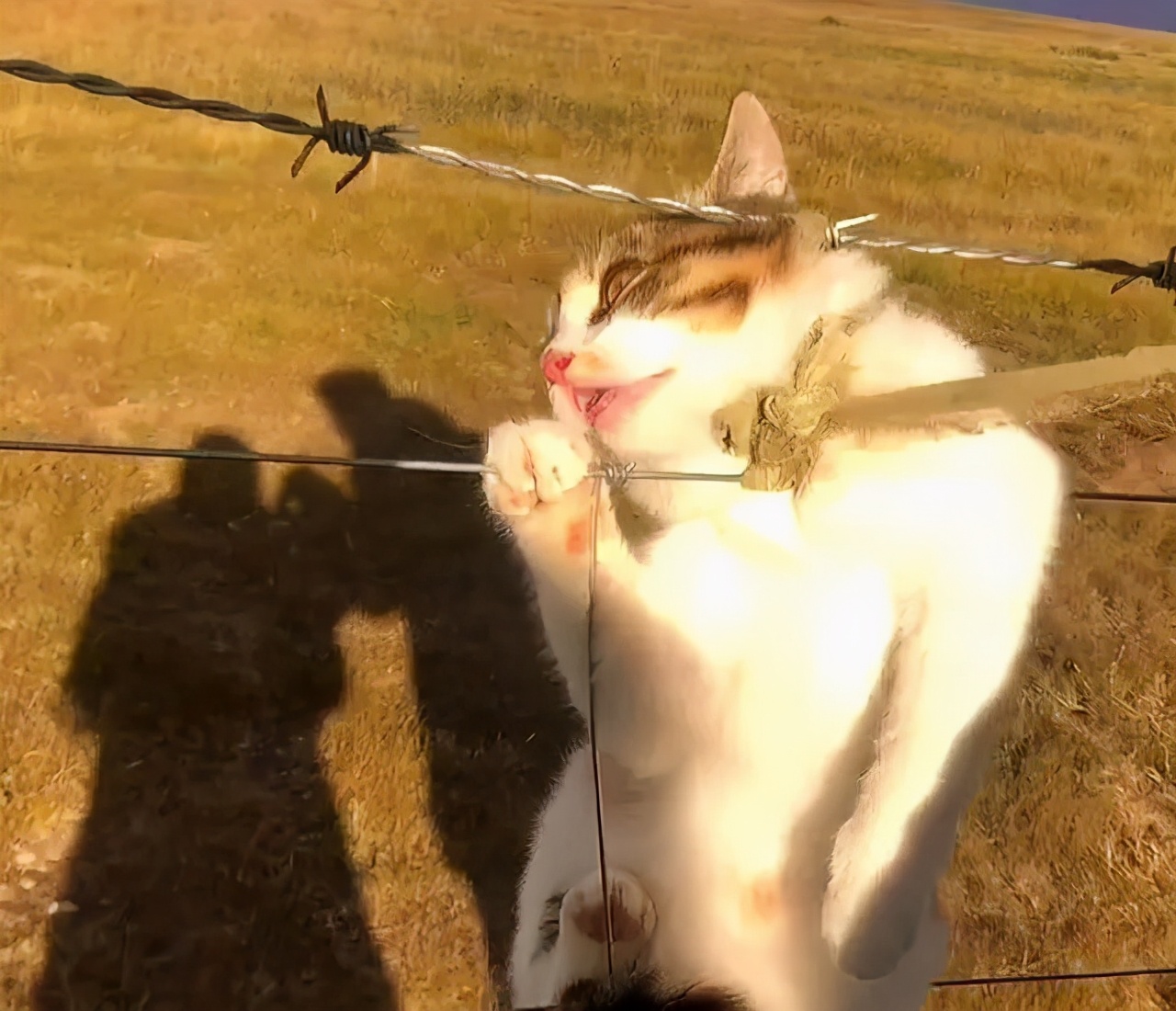 罗布泊流浪猫是怎样活下来的,罗布泊深处发现流浪猫