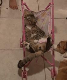 如何拥有一只奶牛猫,如何养出社牛猫