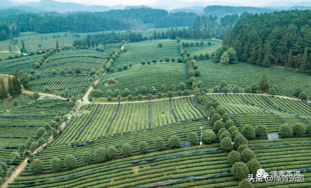 福建中国茶叶第一大省,中国茶叶排名第一省