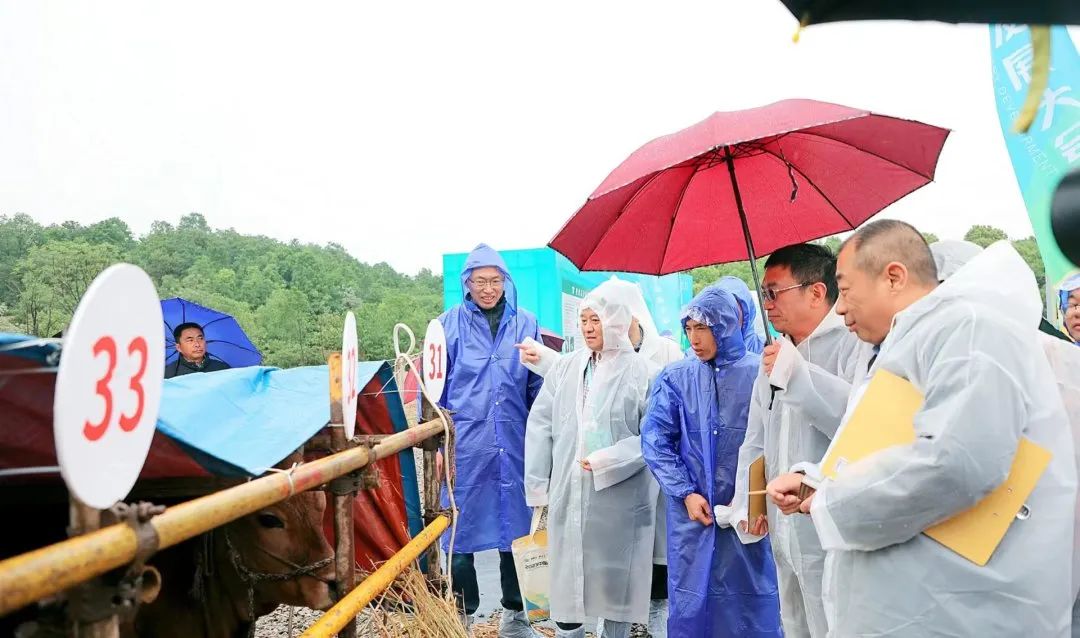 枝江肉牛产业发展,中国肉牛产业规划