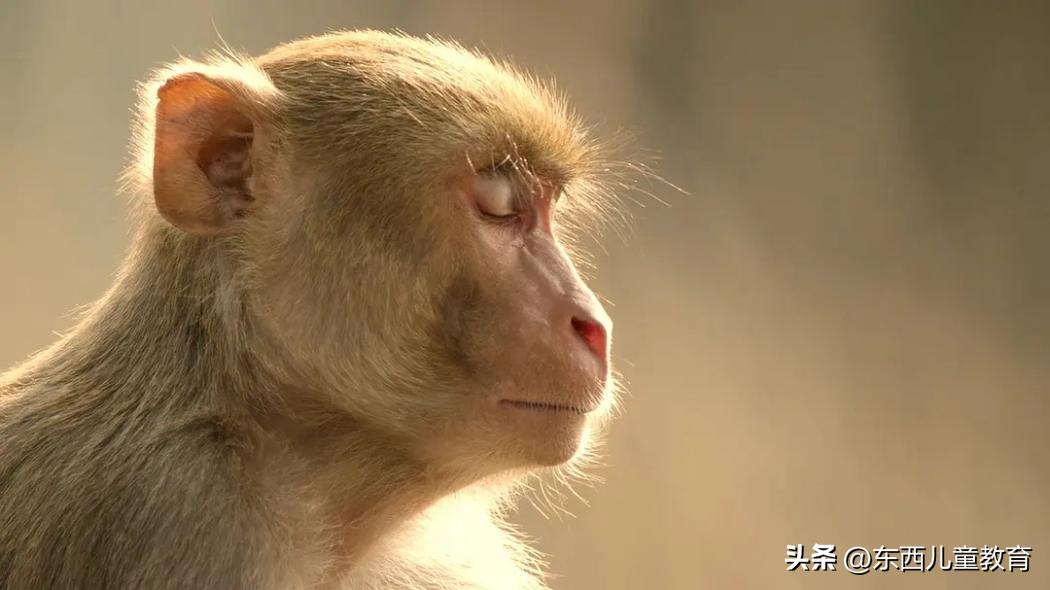 法布尔昆虫记立体书适合3-6岁儿童,法布尔昆虫记青少版必读