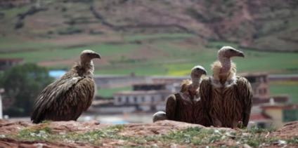 辽宁男子救助秃鹫,沈阳救助秃鹫