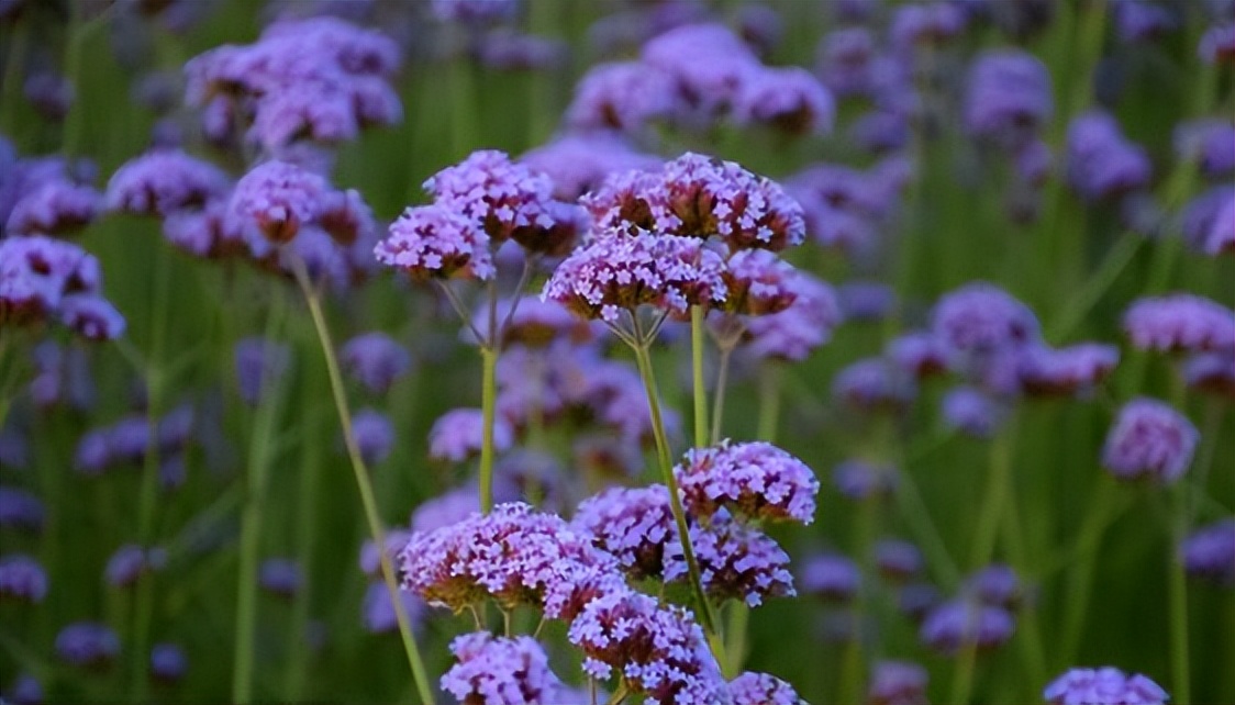 独具性格魅力让人久处不厌的星座,能力很强但是人缘很差的星座