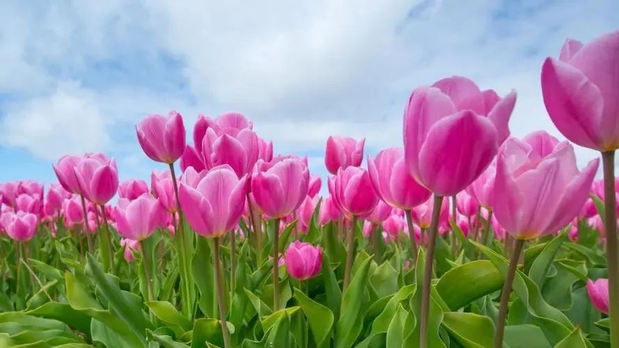 五年级第八单元好书推荐500字作文,五年级上册语文8单元习作范文