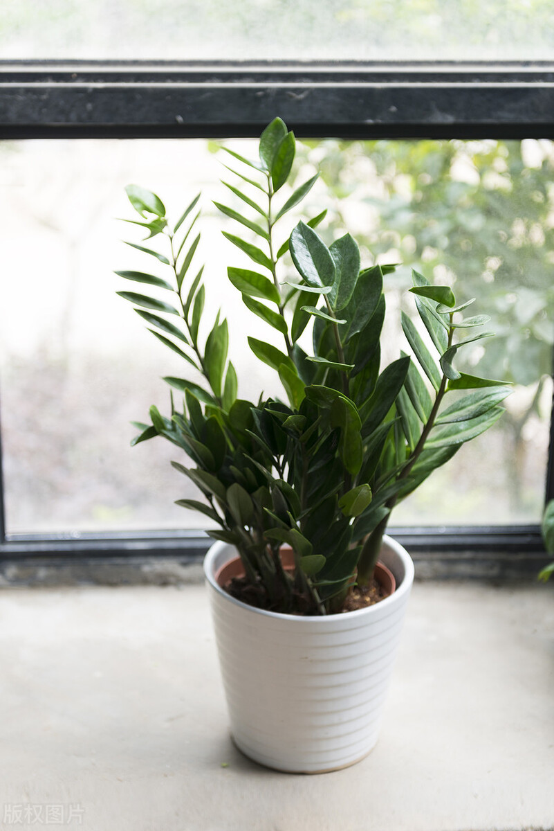 十大最适合放客厅的绿植,适合客厅放的好养的大绿植