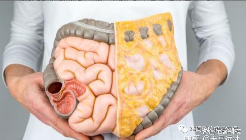 教你看懂检测报告,看懂体测报告中的骨骼肌与体脂