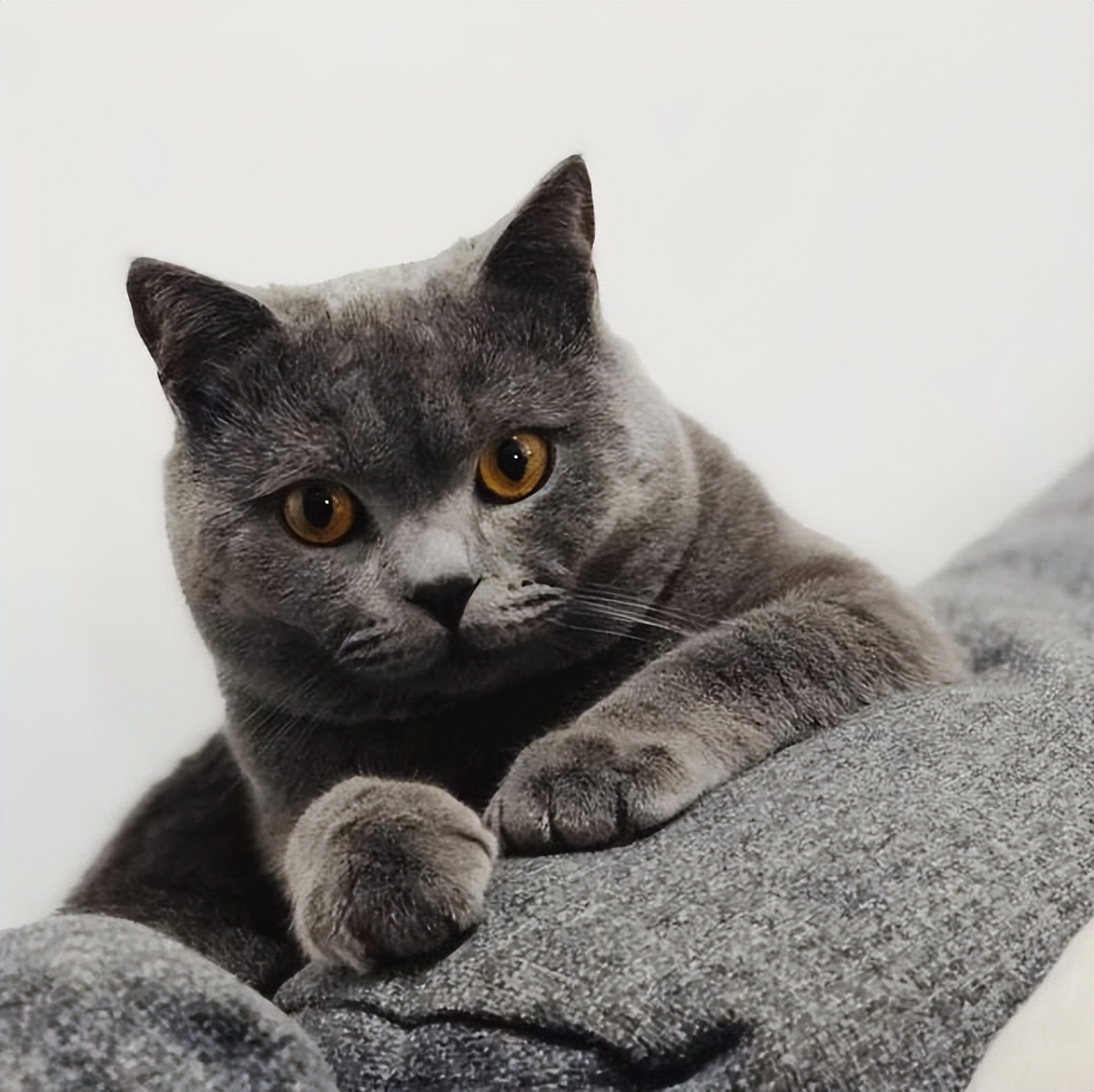 英短弃养,为啥英短越来越便宜了